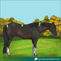Horse Color:Brown Tobiano 