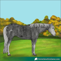 Horse Color:ERROR: UNKNOWN ANOMALY