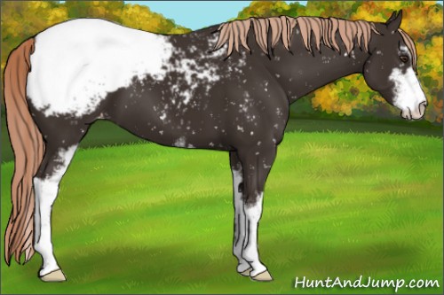 Horse Color:Liver Chestnut Sabino Appaloosa 