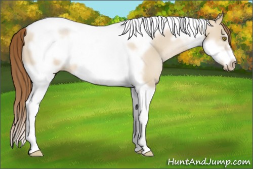 Horse Color:Liver Red Dun Pearl Tobiano Frame 