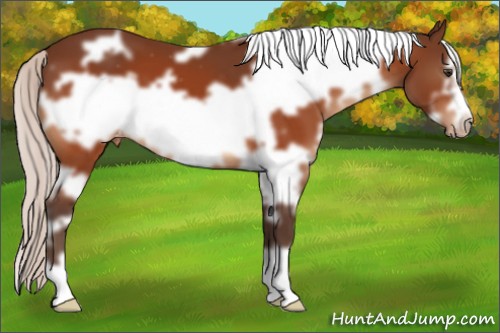 Horse Color:White Spotted Silver Brown Frame Appaloosa 