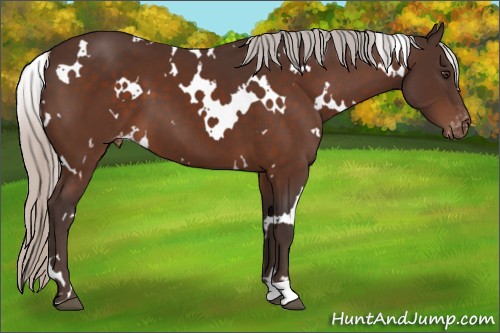 Horse Color:White Spotted Silver Brown Appaloosa 