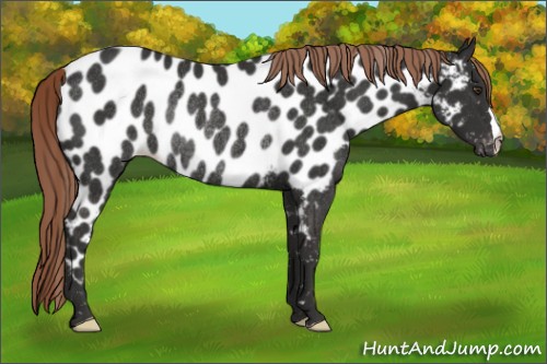 Horse Color:Liver Chestnut Appaloosa Rabicano 