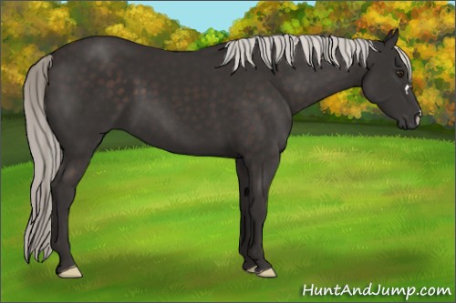 Horse Color:Liver Chestnut Mushroom 