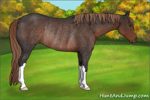 Horse Color:Liver Chestnut Rabicano 
