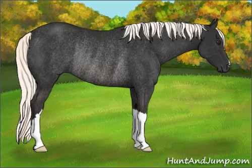 Horse Color:Liver Chestnut Mushroom Rabicano 