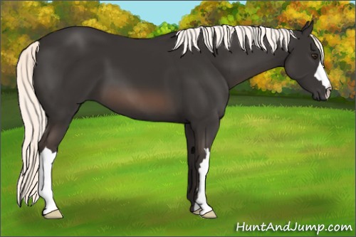 Horse Color:Liver Chestnut Mushroom 