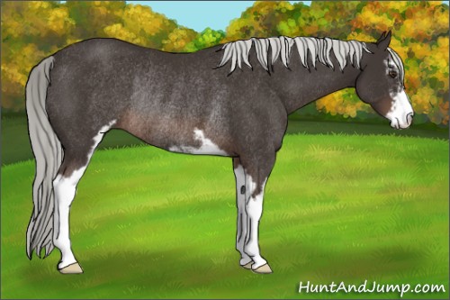 Horse Color:Liver Chestnut Mushroom Sabino Rabicano 