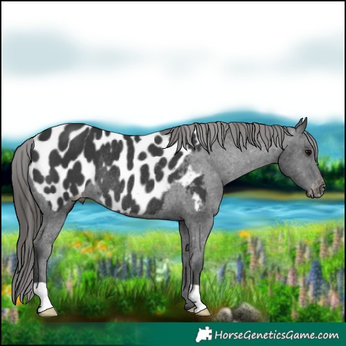 Horse Color:Black Appaloosa Rabicano 