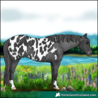 Horse Color:Black Appaloosa Rabicano 