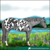 Horse Color:Black Appaloosa Rabicano