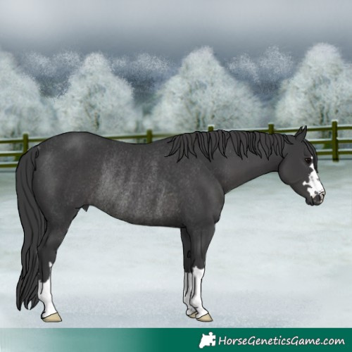 Horse Color:Black Rabicano 