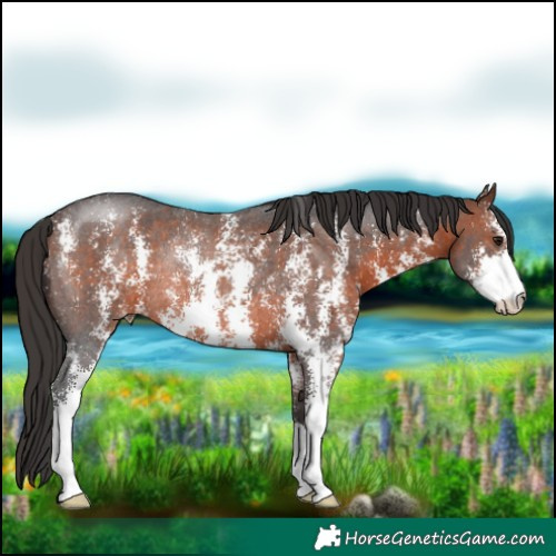 Horse Color:Brown Sabino Rabicano 
