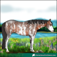 Horse Color:Brown Sabino Rabicano 