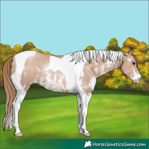 Horse Color:Black Pearl Sabino Tobiano Rabicano