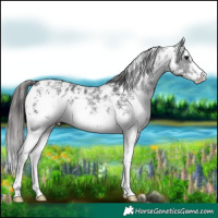 Horse Color:Black Sabino Appaloosa Rabicano