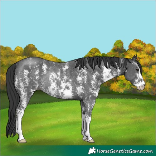 Horse Color:Black Sabino Rabicano