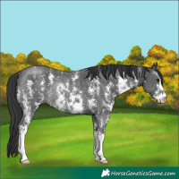 Horse Color:Black Sabino Rabicano 