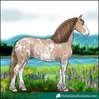 Horse Color:White Spotted Black Pearl Sabino Rabicano
