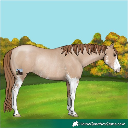 Horse Color:Grullo Pearl Sabino Rabicano