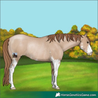Horse Color:Grullo Pearl Sabino Rabicano 