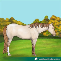 Horse Color:Bay Pearl Dun 