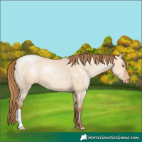 Horse Color:Bay Pearl Dun