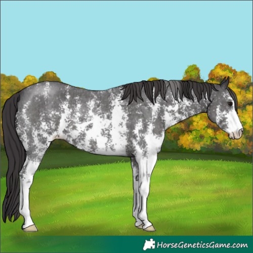 Horse Color:Smoky Black Sabino 