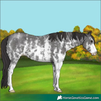 Horse Color:Smoky Black Sabino