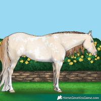 Horse Color:White Spotted Buckskin Pearl Dun Rabicano 
