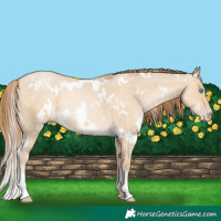 Horse Color:White Spotted Buckskin Pearl Dun Rabicano 
