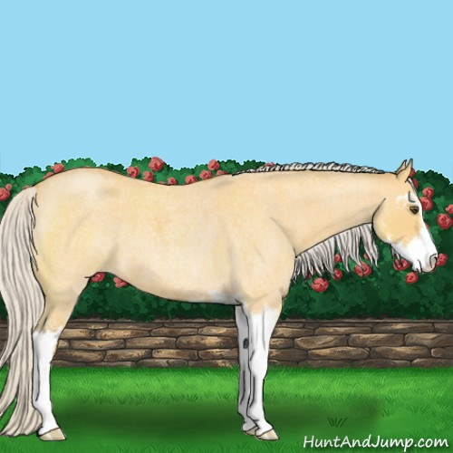 Horse Color:Silver Buckskin Roan Dun Sabino