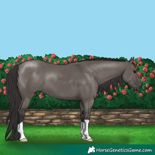 Horse Color:Smoky Grullo 