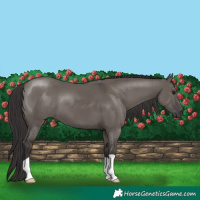 Horse Color:Smoky Grullo