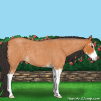 Horse Color:Buckskin Roan Sabino