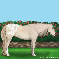 Horse Color:Smoky Creme Sabino Appaloosa 