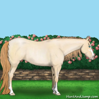 Horse Color:Buckskin Roan Pearl Sabino Rabicano