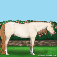 Horse Color:Buckskin Roan Pearl Dun Rabicano