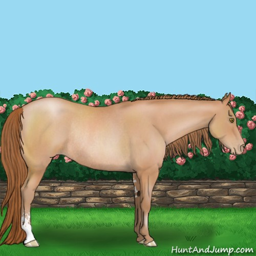 Horse Color:Brown Roan Pearl Sabino Rabicano