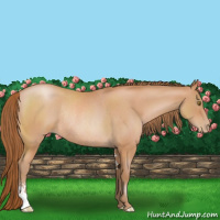 Horse Color:Brown Roan Pearl Sabino Rabicano