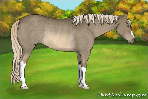 Horse Color:Chocolate Palomino Mushroom Rabicano 