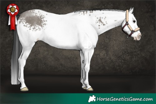 Horse Color:White Spotted Grullo Splash Rabicano