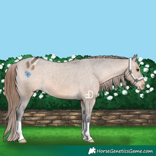 Horse Color:Brown Dun Appaloosa 