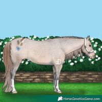 Horse Color:Brown Dun Appaloosa