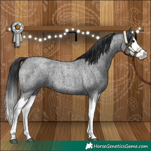 Horse Color:Blue Roan Splash 