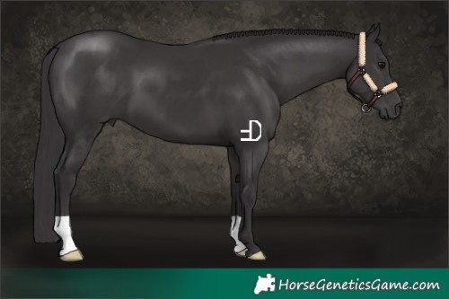 Horse Color:Smoky Black 