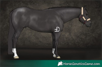 Horse Color:Smoky Black 