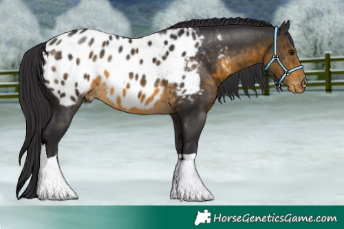 Horse Color:Buckskin Appaloosa 