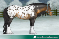 Horse Color:Buckskin Appaloosa 