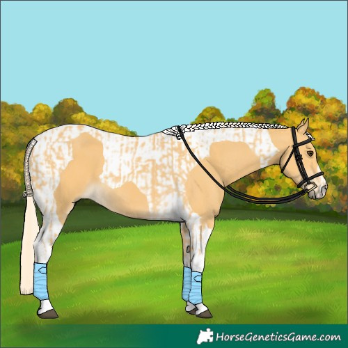 Horse Color:Palomino Tobiano  and Palomino Tobiano 